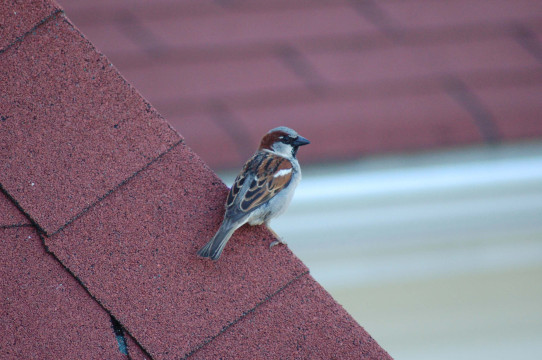 1709635165_96_stockvault-bird-on-the-roof103219-2.jpg